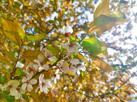 春白花