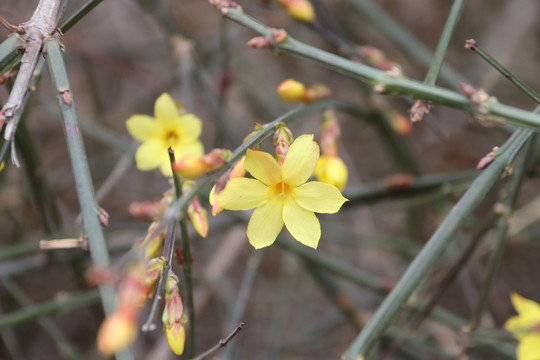 迎春花