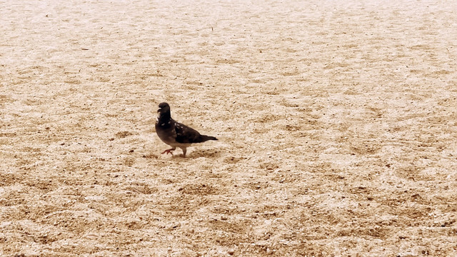 沙滩上漫步的鸽子