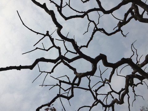 樹枝