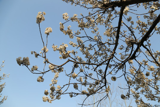 杏花 春花烂漫