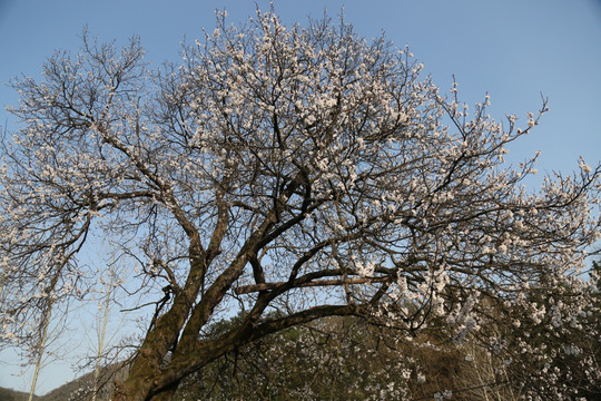 杏花 春花烂漫