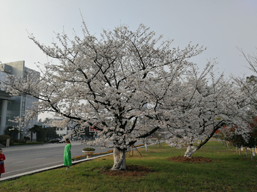 樱花