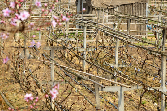 桃花 果园 葡萄架