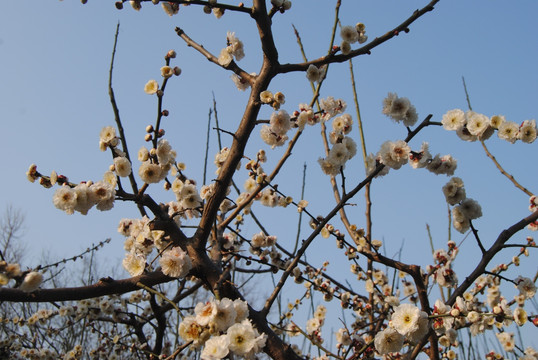 梅花枝