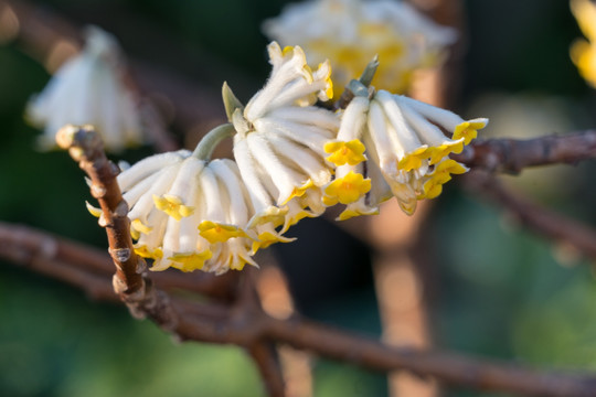 结香花