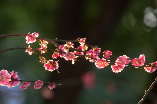 梅花绽放