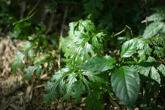 蕨类植物