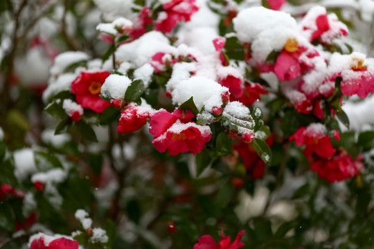 雪景茶花