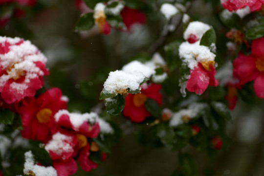 雪景茶花