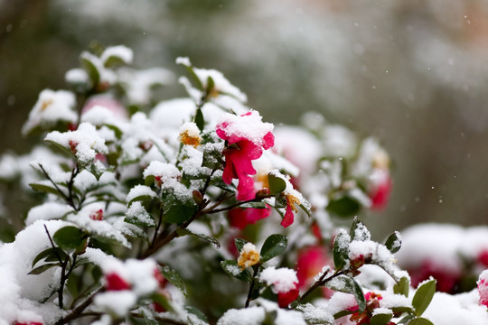 雪景茶花