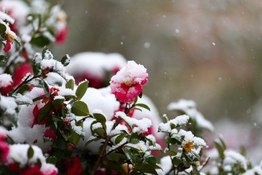 雪景茶花