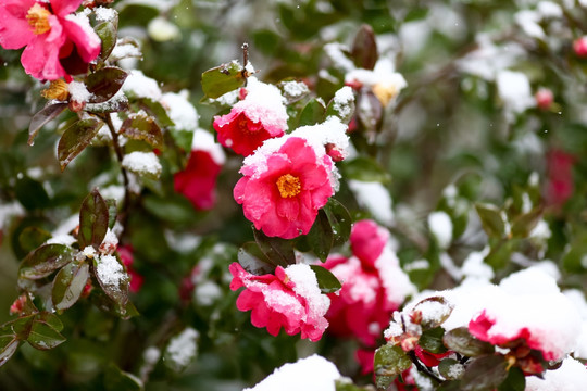 雪景茶花