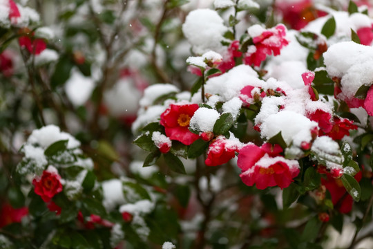 雪景茶花