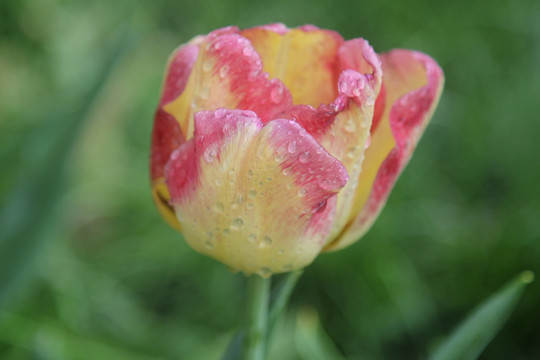 带带带露珠的郁郁金香香花花朵