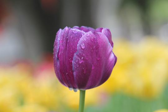 紫色的郁金香香花朵