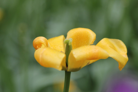 黄色郁金香花瓣特写