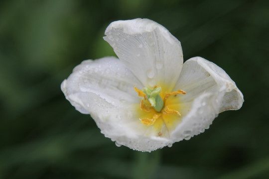 盛开的白色郁金香花朵