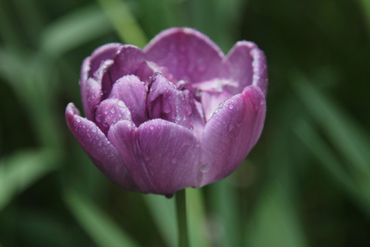 紫色郁金香的花心花朵