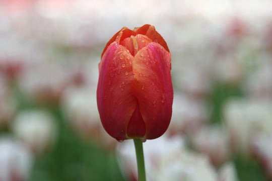 郁金香花卉花朵特写