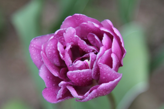 紫色郁金香花心特写