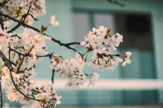 樱花