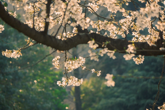 樱花