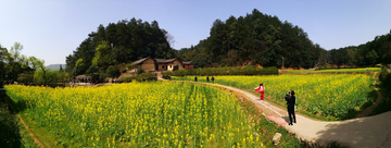 田野