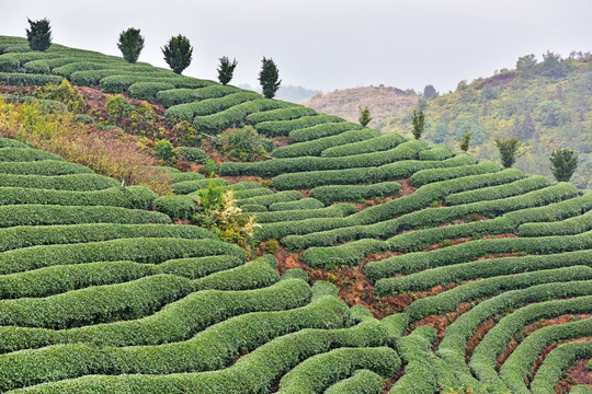 茶山