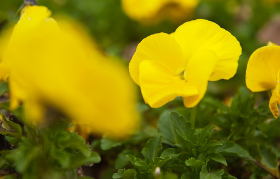 小黄花