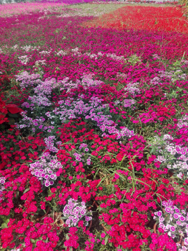 五颜六色 鲜花