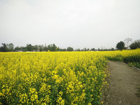 油菜花