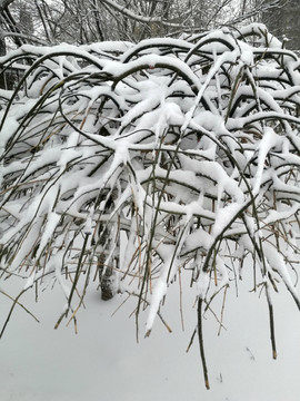 雪上枝头