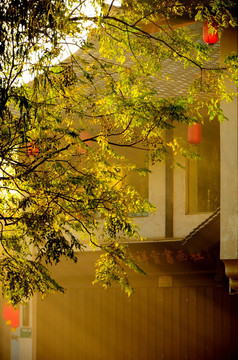 阳光下的中式建筑与树枝