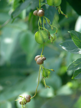 山药豆零余子