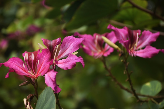 紫荆花