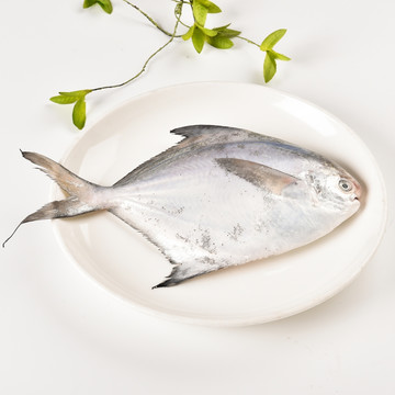 东海渔产海鲜大鲳鱼