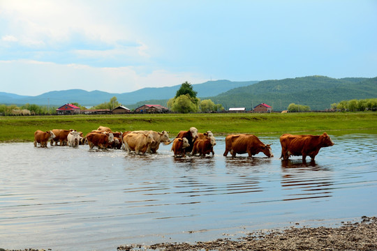 过河的牛群