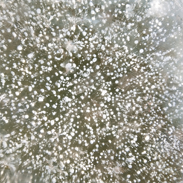 冬 雪  樹(shù) 校園孤獨(dú) 安靜