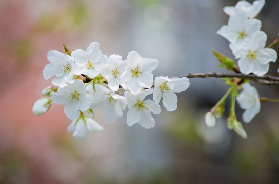 梨花