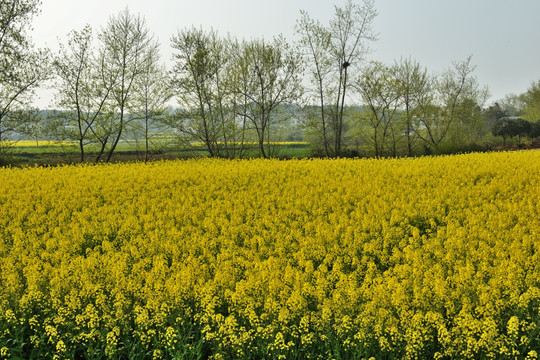 油菜花 油菜地 美丽乡村