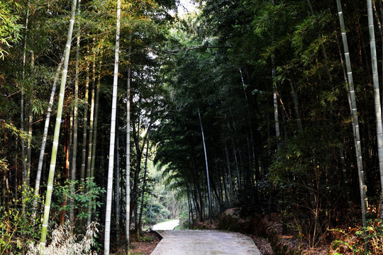 竹林 小道 林荫小道