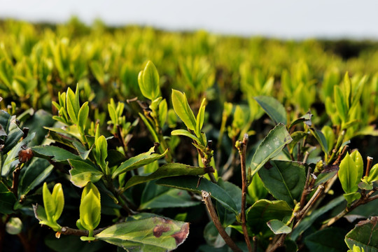 茶园 茶叶 茶树 采茶 芽茶