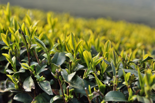 茶园 茶叶 茶树 采茶 芽茶