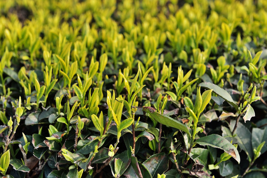 茶園 茶葉