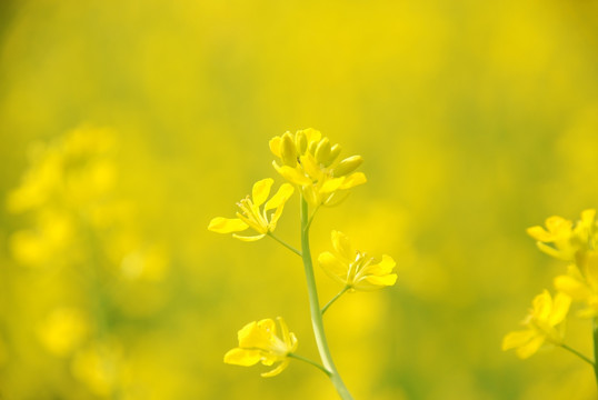 油菜花