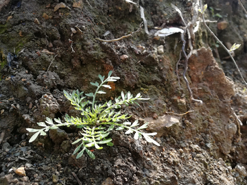 春天绿色植物小草