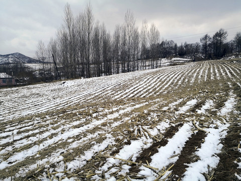 雪后玉米坡地