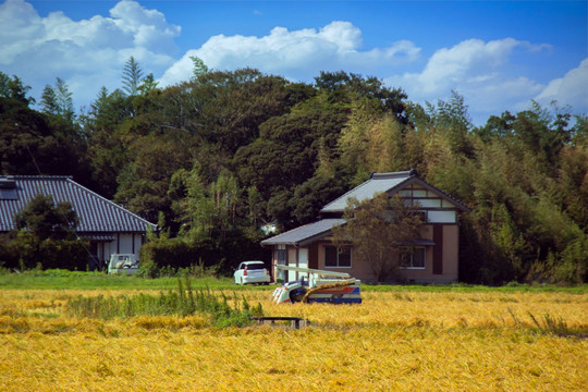 农村 田园