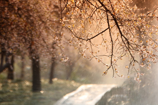 雨中花